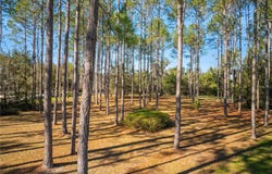 2004 SW 188TH STREET, NEWBERRY, FL 32669