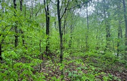 1.12 Prince Brook Road, Osceola, NY 13437