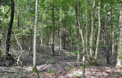 FM 2683, Jefferson, TX 75657