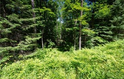 33 Acres Buffalo Lake Road, Cable, WI 54821