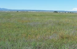 C. DEL SOL A081/MULBERRY A146, McIntosh, NM 87032