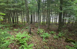2468 BOAT LANDING RD, Paulding, MI 49912