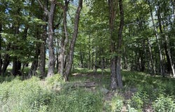 Dixon Valley Road, Pleasant Mount, PA 18453