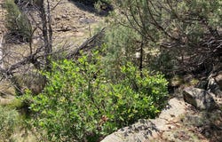 Tbd Shroyer Dr Hacienda Tr 1B, Rutheron, NM 87551