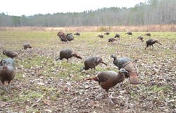 0 Reedy Branch Road, Hamilton, AL 35570