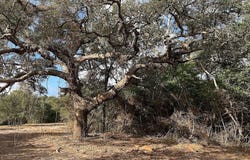 TBD Loose Cow Road, Garwood, TX 77442