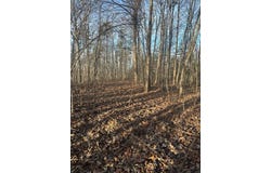 Purple Iris lot: 278, Wilder, TN 38589
