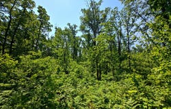 Parcel 'b' Deer Lake Rd, Harrison, MI 48625