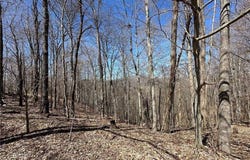 Lots # 10-11-12 Yasmine Lane, Vilas, NC 28692