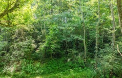174 Old Ivey Hollow Road, LaFollette, TN 37766
