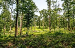0 PINEY WOODS RD, TIMBERVILLE, VA 22853