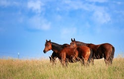 1174 Douglas Rd, Sundance, WY 82729