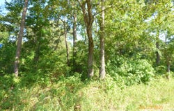 0 Big Woods Road, Pineville, SC 29468
