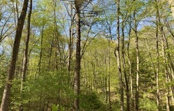McClain Watson Road, Shippenville, PA 16254