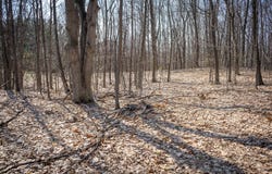 Parcel B S 88th Avenue, New Era, MI 49446