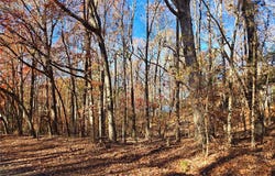 Bertha Allen Road lot: 1&2, Westminster, SC 29693
