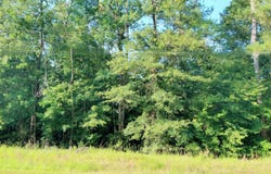 230 Crestridge Drive, Waynesboro, GA 30830