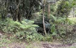 CHIN CHUCK RD, Hakalau, HI 96710