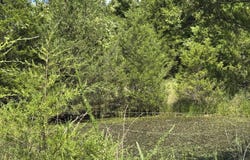 Tbd County Road 946, Squires, MO 65755