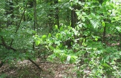 TBD County Road 74, Taylor, AR 71861