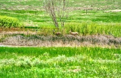 0  County Road 78, Eaton, CO 80615