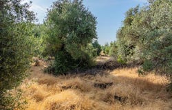 0 Sara Jane Lane, Anderson, CA 96007