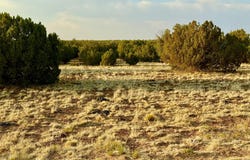 2288 Sitgreaves Street, Show Low, AZ 85901