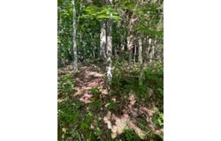 McCauleys Bluff, HOLLADAY, TN 38341