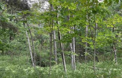 713 GROVE STREET, MARQUETTE, MI 49855