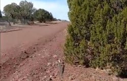 8594 BOBCAT Drive, Show Low, AZ 85901