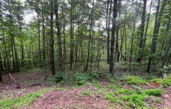 TBD Cranberry Creek Road, Laurel Springs, NC 28644