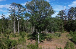 Bethel Forest Road, Tract 3, Orangeburg, SC 29133