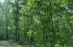 Hill View, Reed City, MI 49677