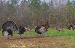000 Apple Grove Rd, Vredenburgh, AL 36481