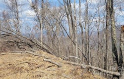 Joslin Lane, Burnsville, NC 28714