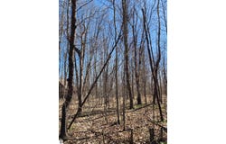 TBD Cliffmont Drive, Mancelona, MI 49659