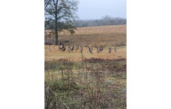 Nhn Firefox, Poplarville, MS 39470