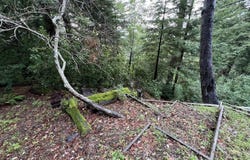 Deer Trail WAY, Scotts Valley, CA 95066