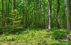 Green Road, Lancaster, SC 29720