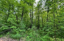 Lot 1 Plover Lane, Hayward, WI 54843