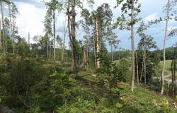 Tbd Danville Pike, Laurel Fork, VA 24352