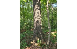 26295 Highway 70, BRUCETON, TN 38317