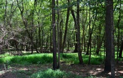 0 County Rd 22, Auburn, AL 36830