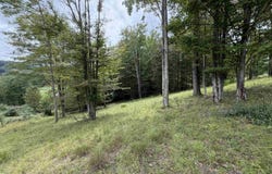Fawn Lane, Buckhannon, WV 26201