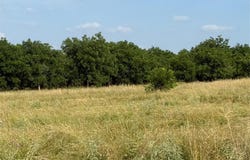 Tbd CR 416, Comanche, TX 76442