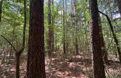 0 COUNTY ROAD 42, ONEONTA, AL 35121