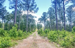 80 Acres Columbia Highway N, Ridge Spring, SC 29129