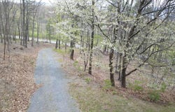 127 CAMERON ORCHARD ROAD, NEW CREEK, WV 26743