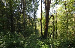 2429 Archwood DR, Longview, WA 98632