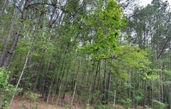 03 Mallard Road, Summerville, SC 29483